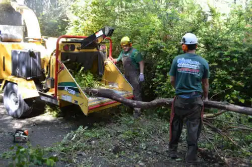 tree services American Canyon